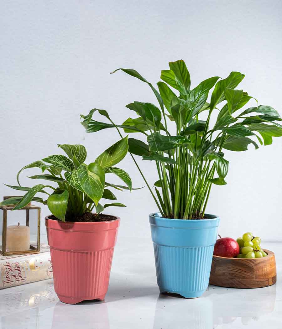 Set of 2 : Philodendron Birkin + Peace Lily in Tall Ceramic Planters