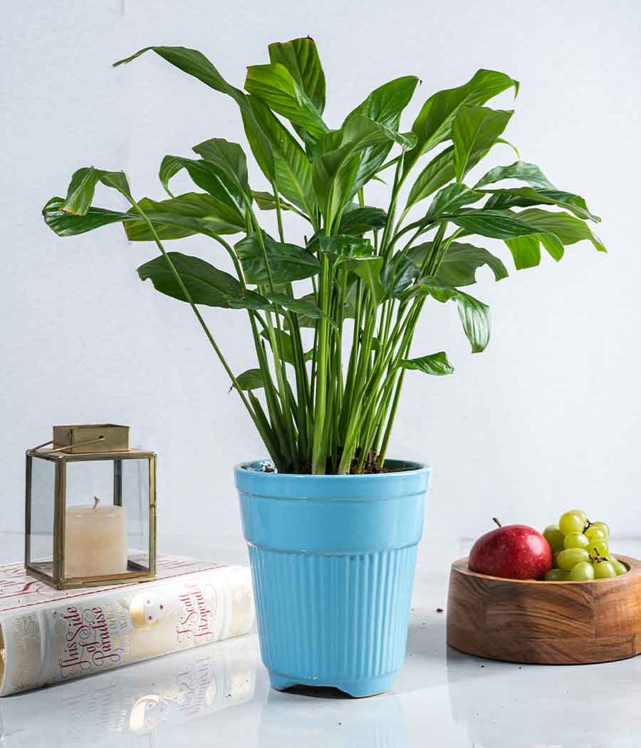 Peace Lily Plant in Tall Ceramic Planter