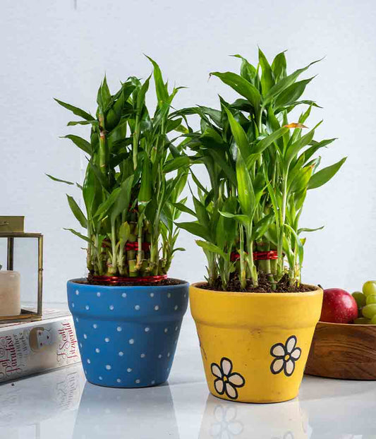 Set of 2 : 2 Layer Lucky Bamboo Plants in Handpainted Ceramic Planters