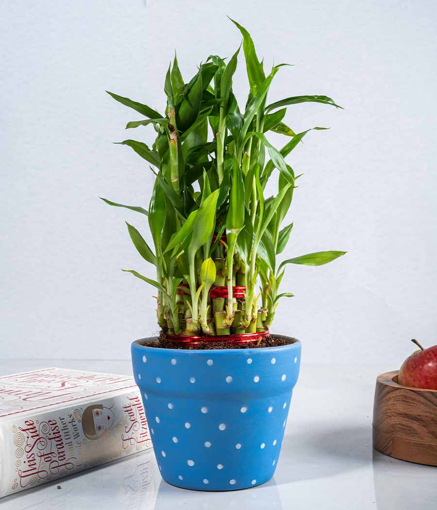 2 Layer Lucky Bamboo in Handpainted Ceramic Planter