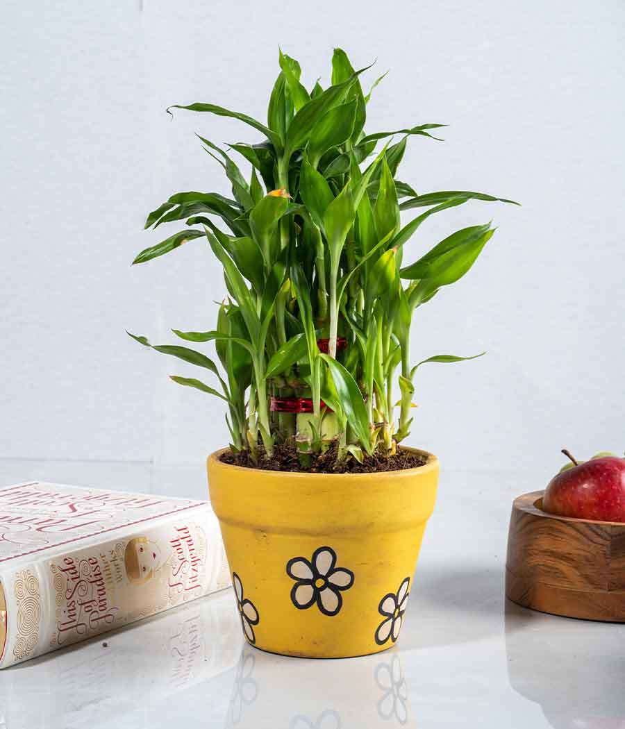 2 Layer Lucky Bamboo in Handpainted Ceramic Planter