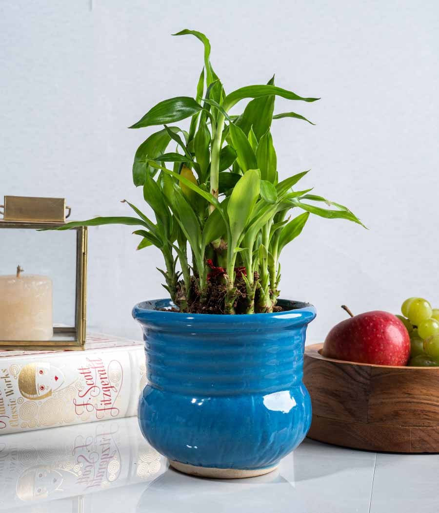2 Layer Lucky Bamboo in Ceramic Planter