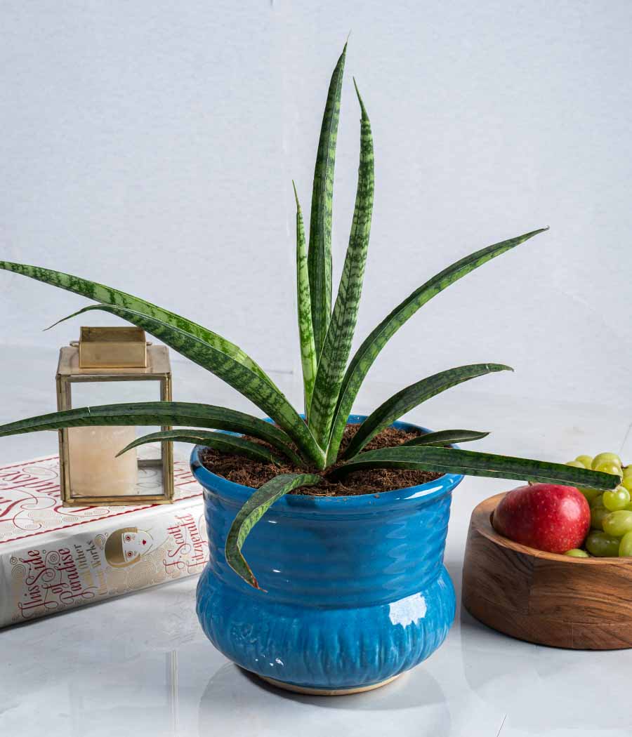 Sansevieria Mikado Plant in Ceramic Planter