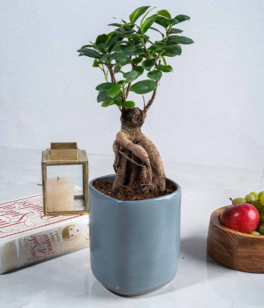 Ficus Bonsai Plant in Ceramic Planter