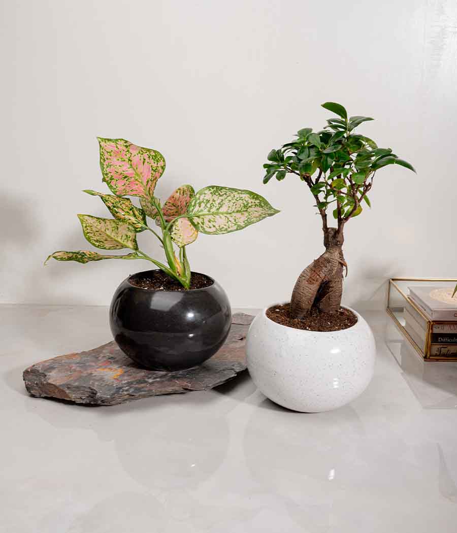 Set of 2 : Aglaonema Pink Plant + Ficus Bonsai