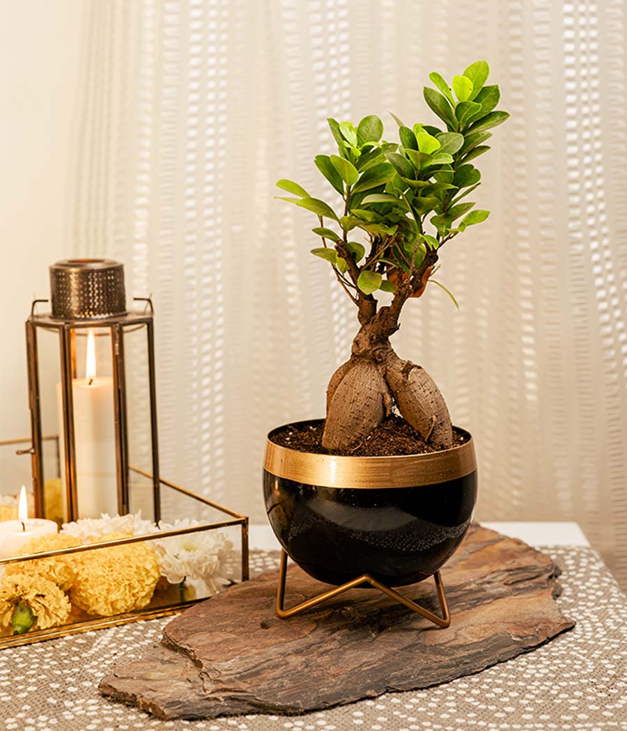 Ficus Bonsai Plant in Metal Planter with Stand