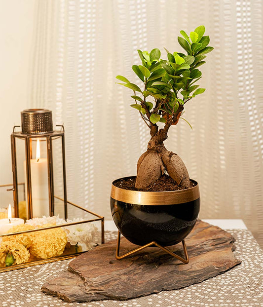 Ficus Bonsai Plant in Metal Planter with Stand