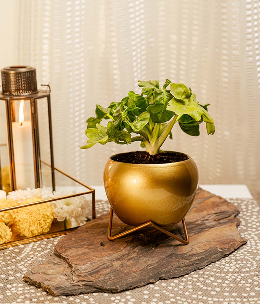 Philodendron Atom in Gold Planter with Stand