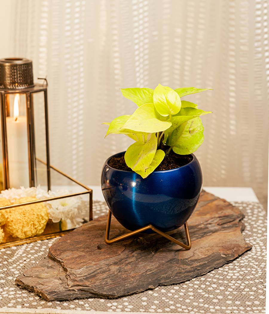 Money Plant in Blue Metal Planter with Stand