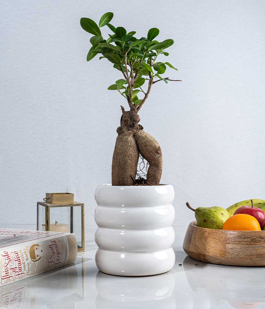 Ficus Bonsai Plant in Ceramic Planter