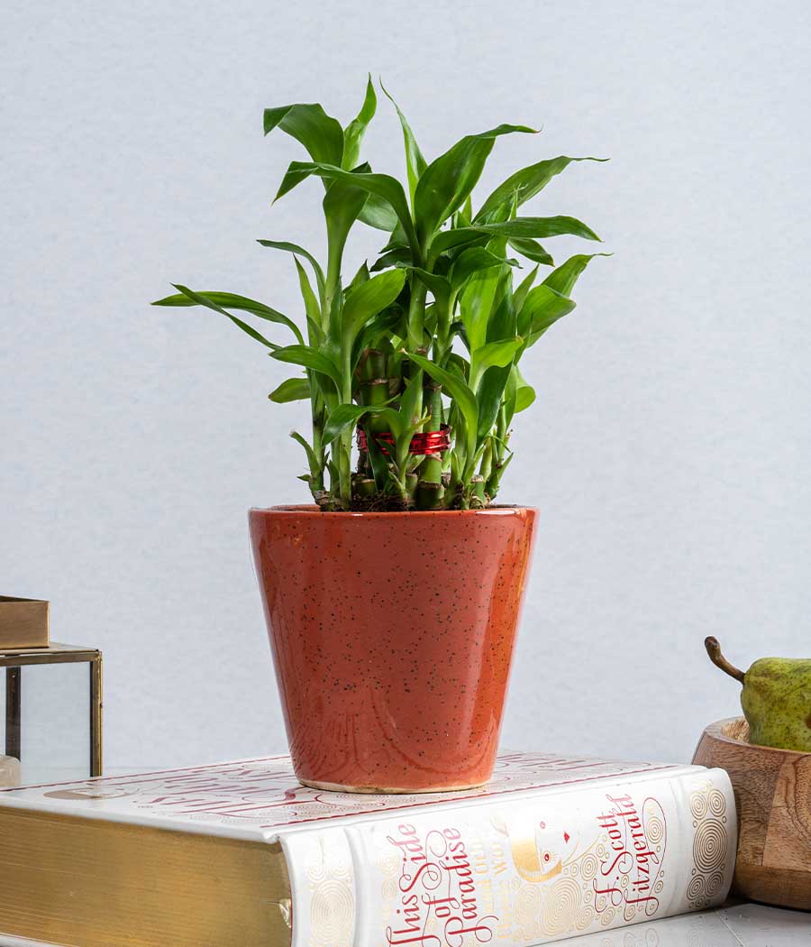 2 Layer Lucky Bamboo in Ceramic Planter