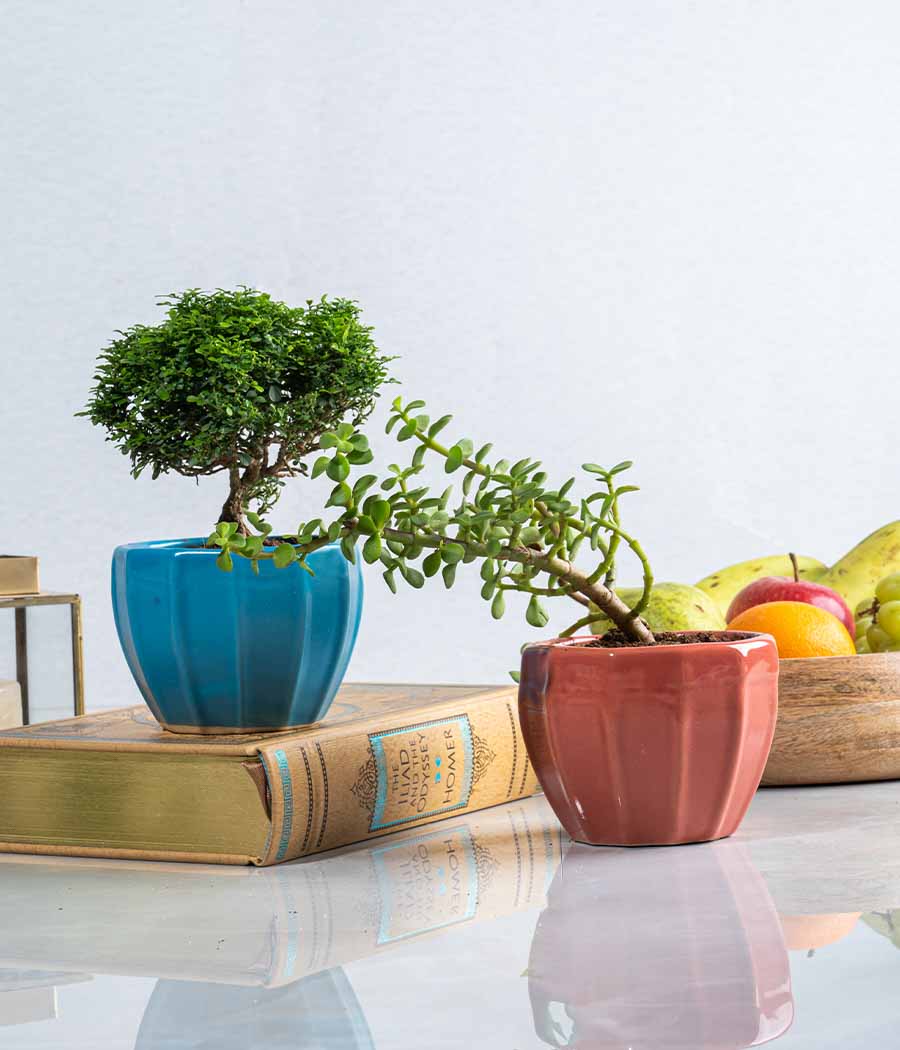 Jade Plant & Kamini Table Plant in Ceramic Planters