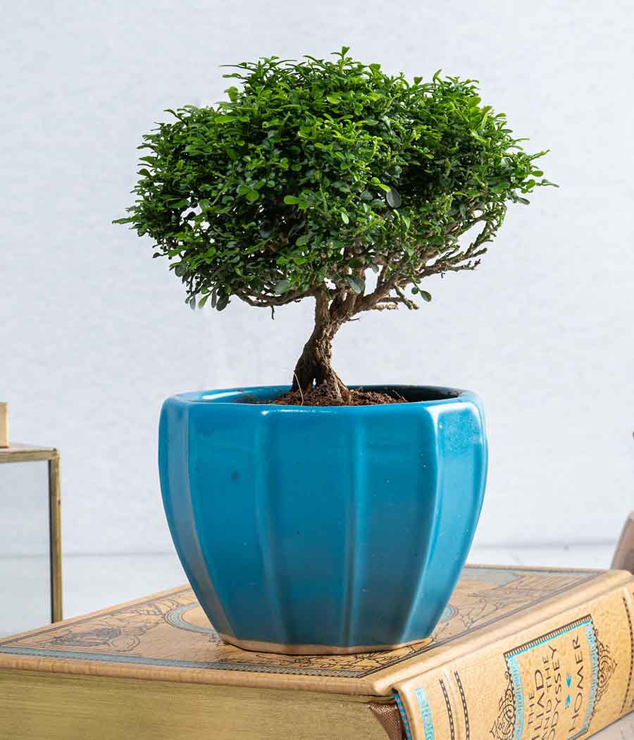 Kamini Table Plant in Ceramic Planter
