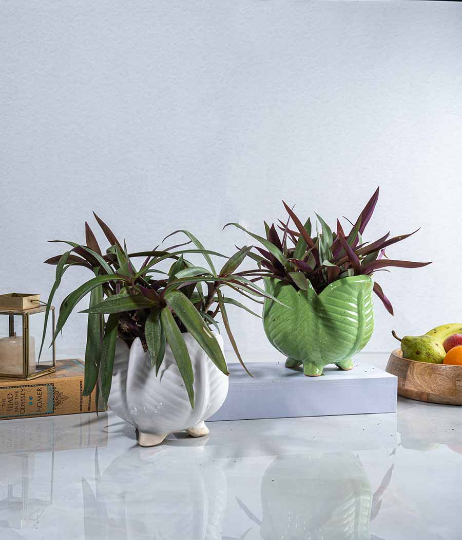Set of 2 : Rhoeo Plants in Lotus Ceramic Planter