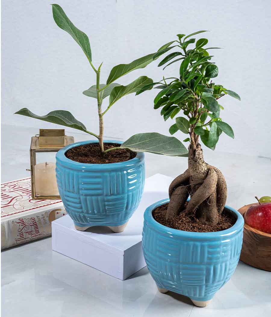 Banyan Plant + Ficus Bonsai in Basket Ceramic Planters