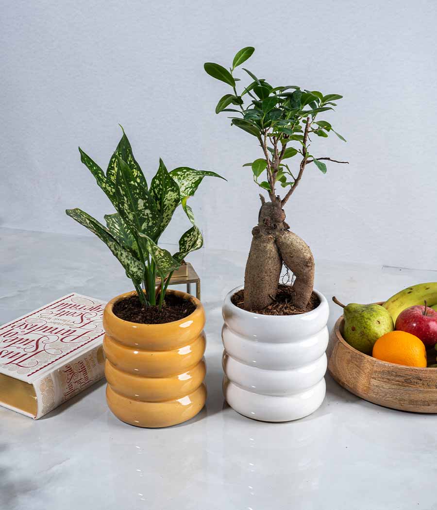 Aglaonema Snow White + Ficus Bonsai in Ceramic Planters