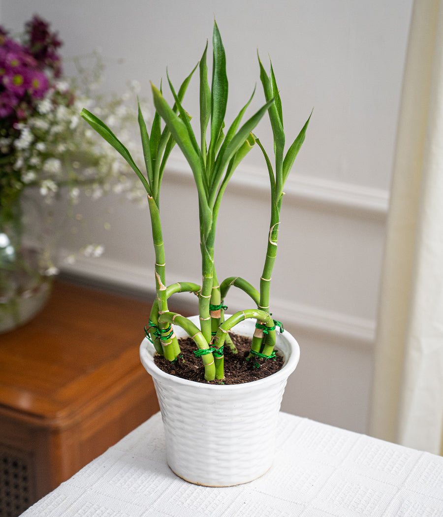 Rings Lucky Bamboo Plant