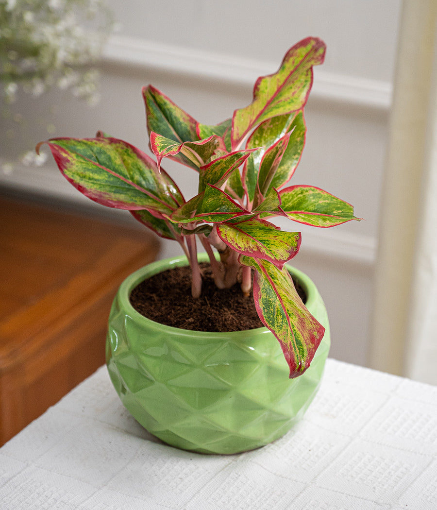 Aglaonema Lipstick in Ceramic Planter