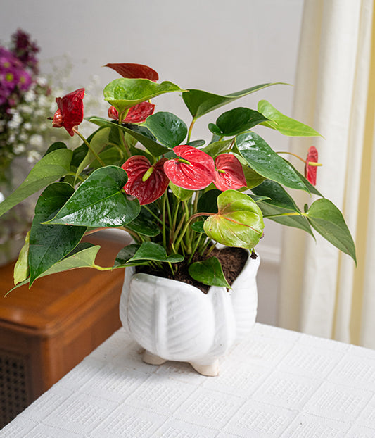 Anthurium Red in Lotus Ceramic Planter