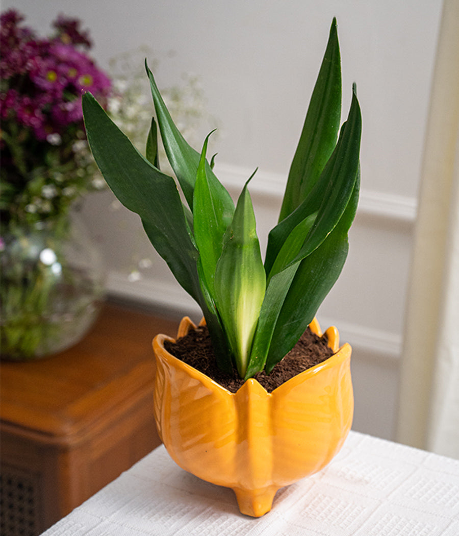 Sansevieria in Lotus Ceramic Planter