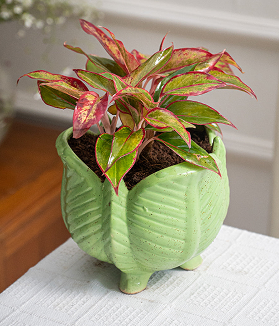 Aglaonema Lipstick in Lotus Ceramic Planter