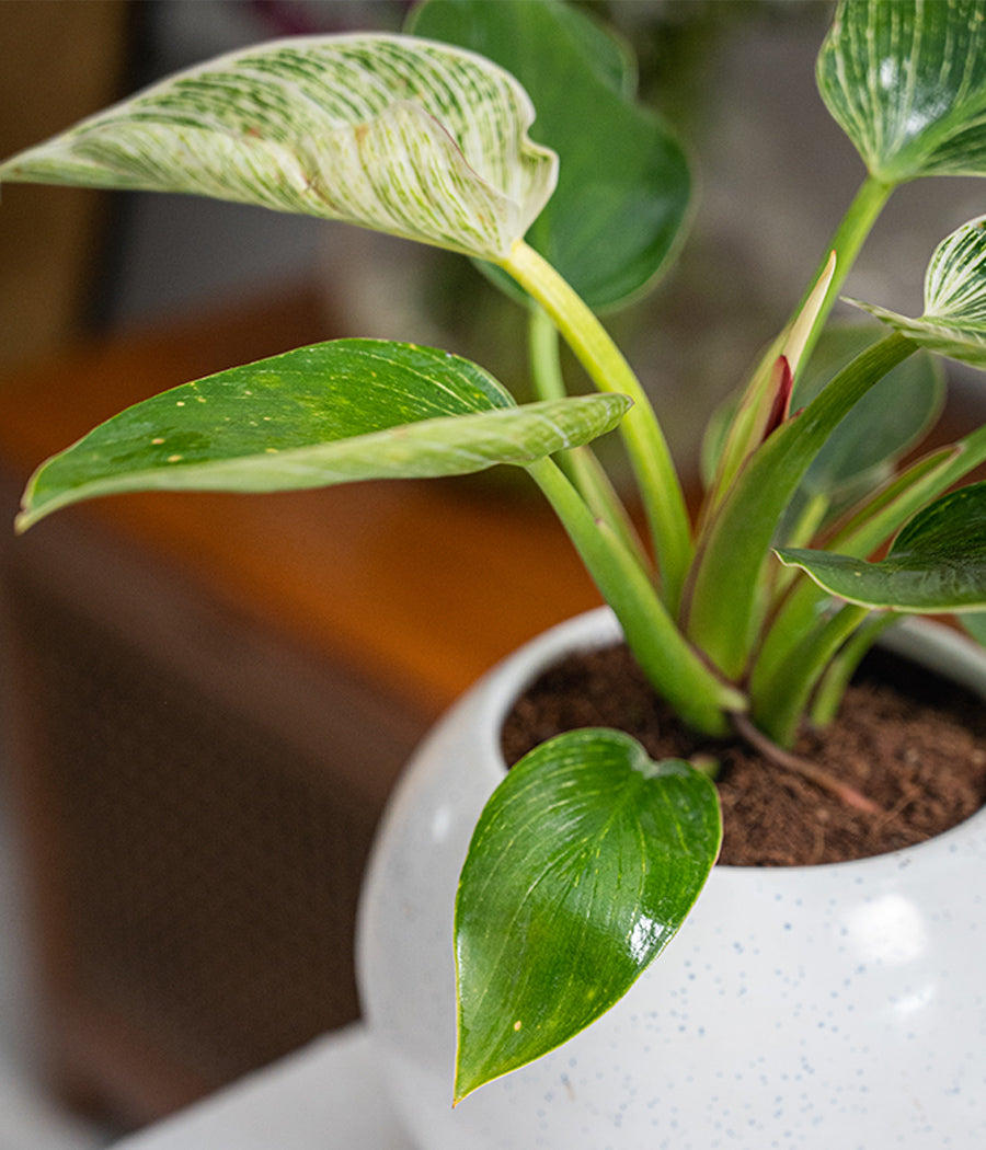 Philodendron Birkin in Round Planter