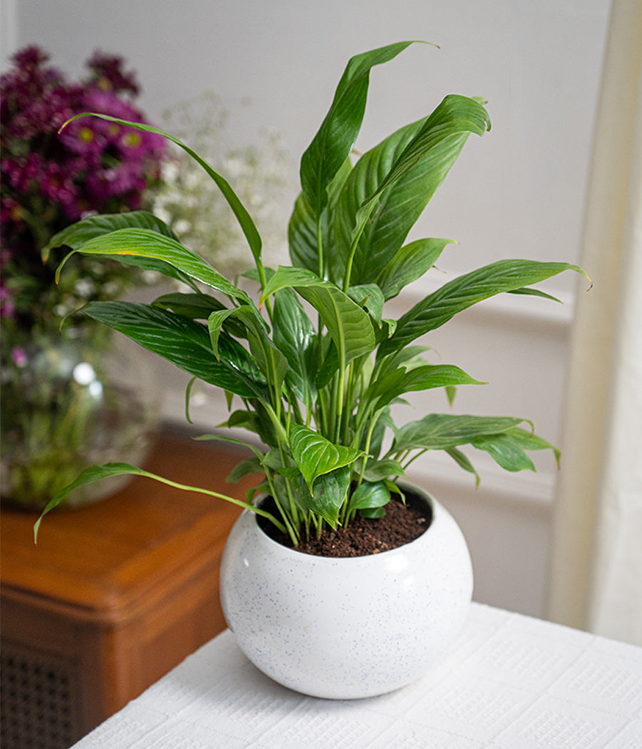 Peace Lily in Ceramic Planter