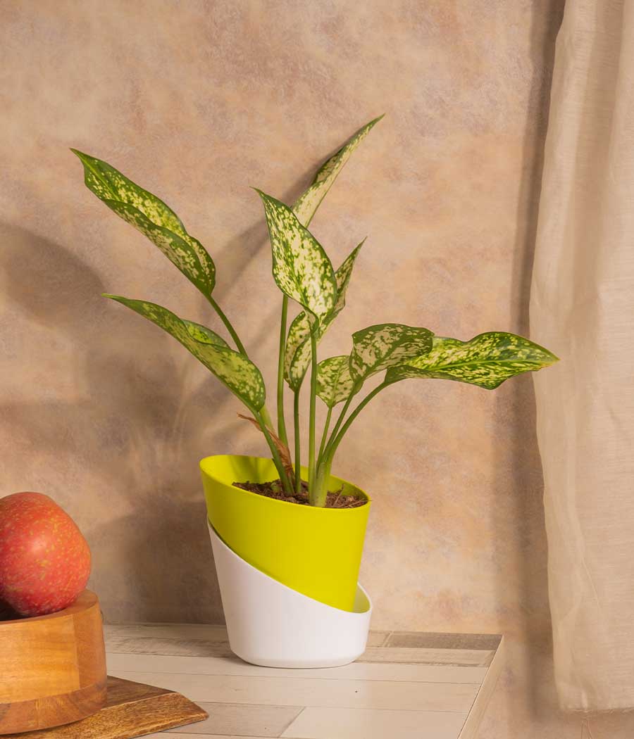 Aglaonema Snow White in Self Watering Planter