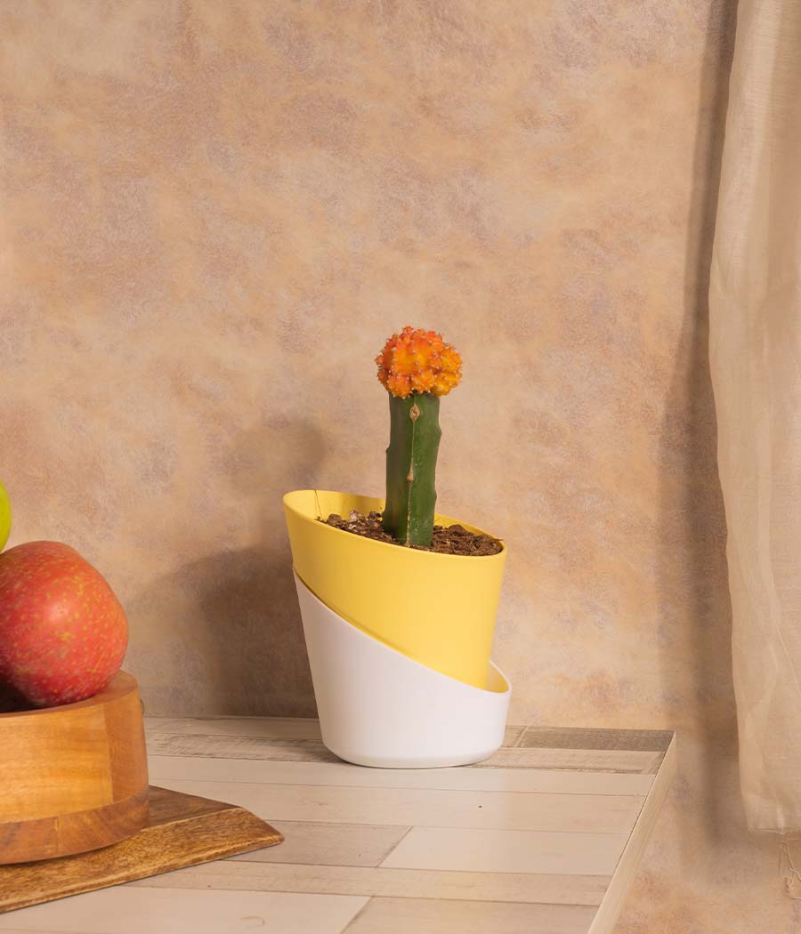 Moon Cactus Plant in Self Watering Planter