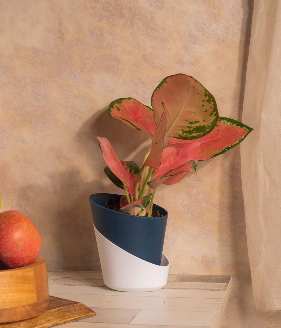 Aglaonema Valentine in Self Watering Planter