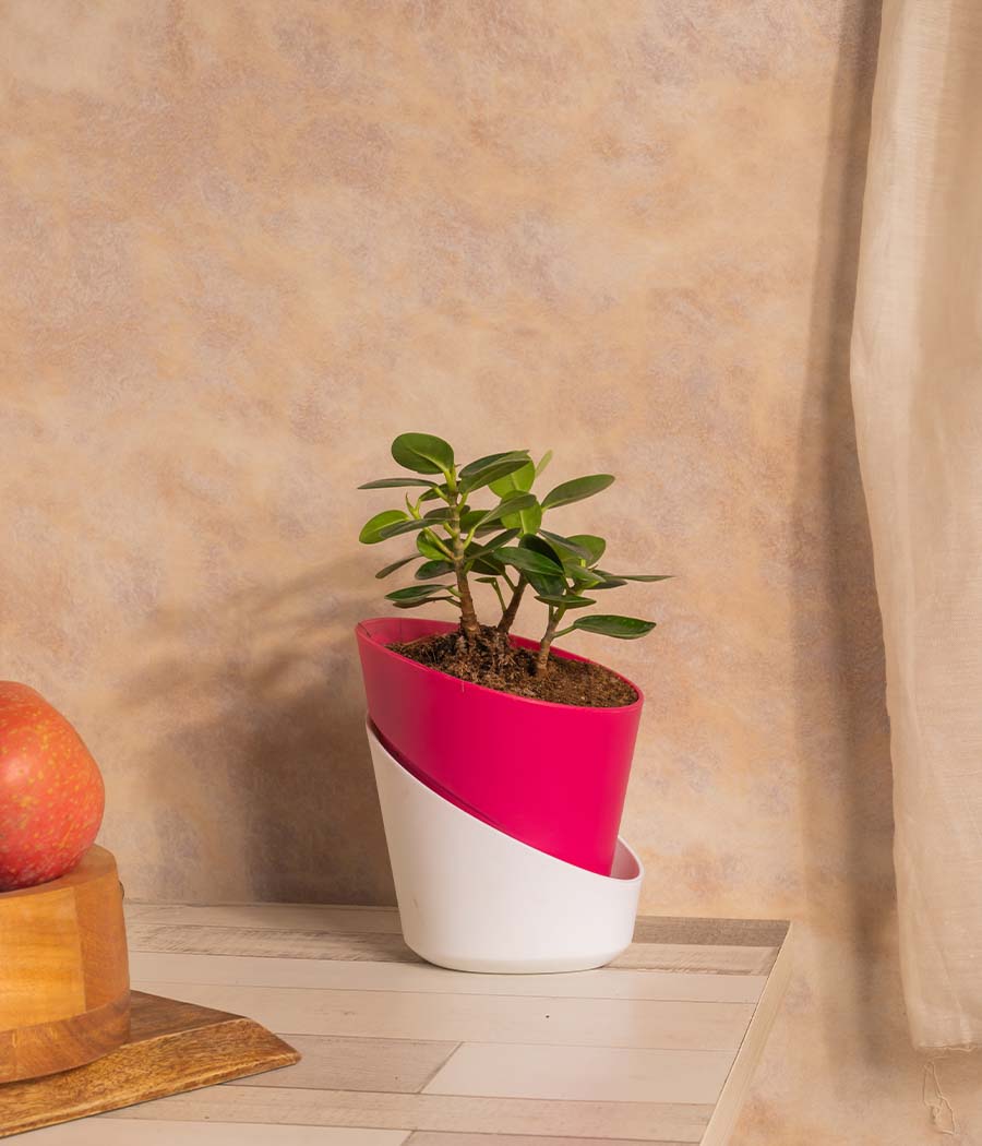 Ficus Compacta in Self Watering Planter