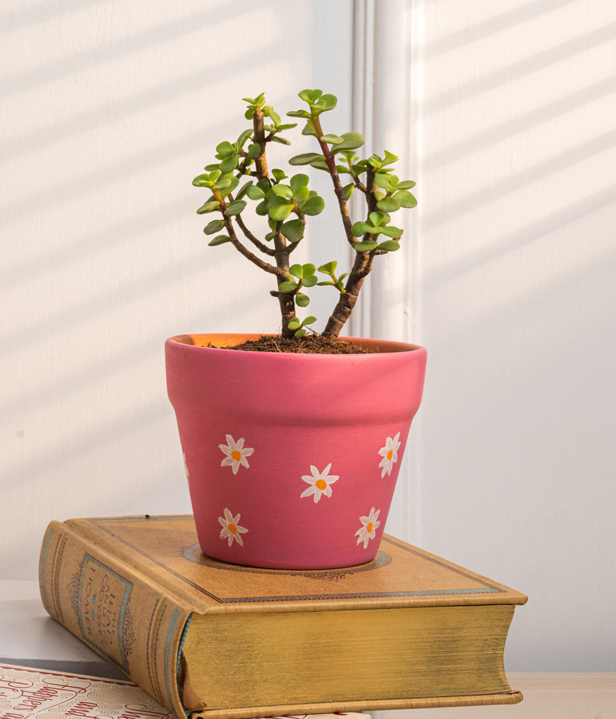 Jade Plant in Pink Daisies Matte Ceramic Planter
