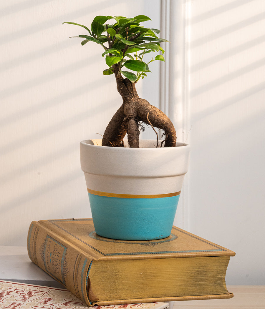 Ficus Bonsai in Blue on White Matte Ceramic Planter