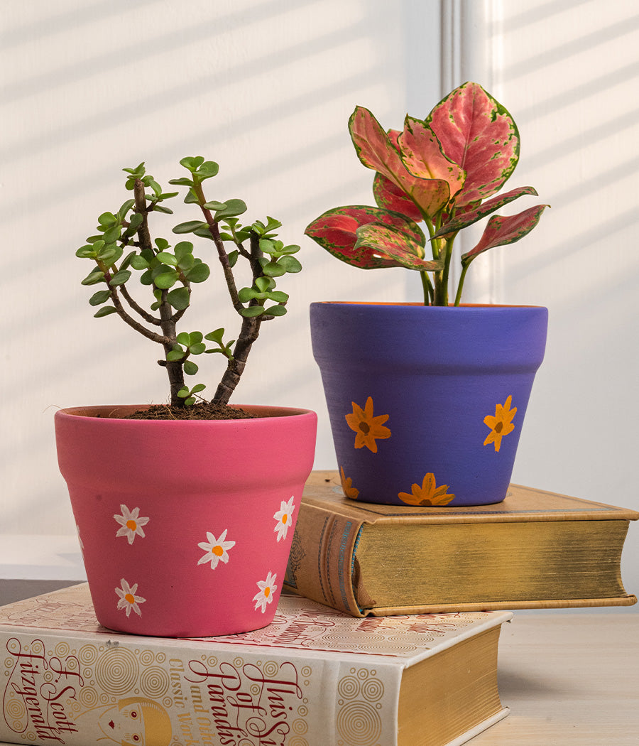 Set of 2: Jade Plant + Aglaonema Valentine in Matte Ceramic Planters