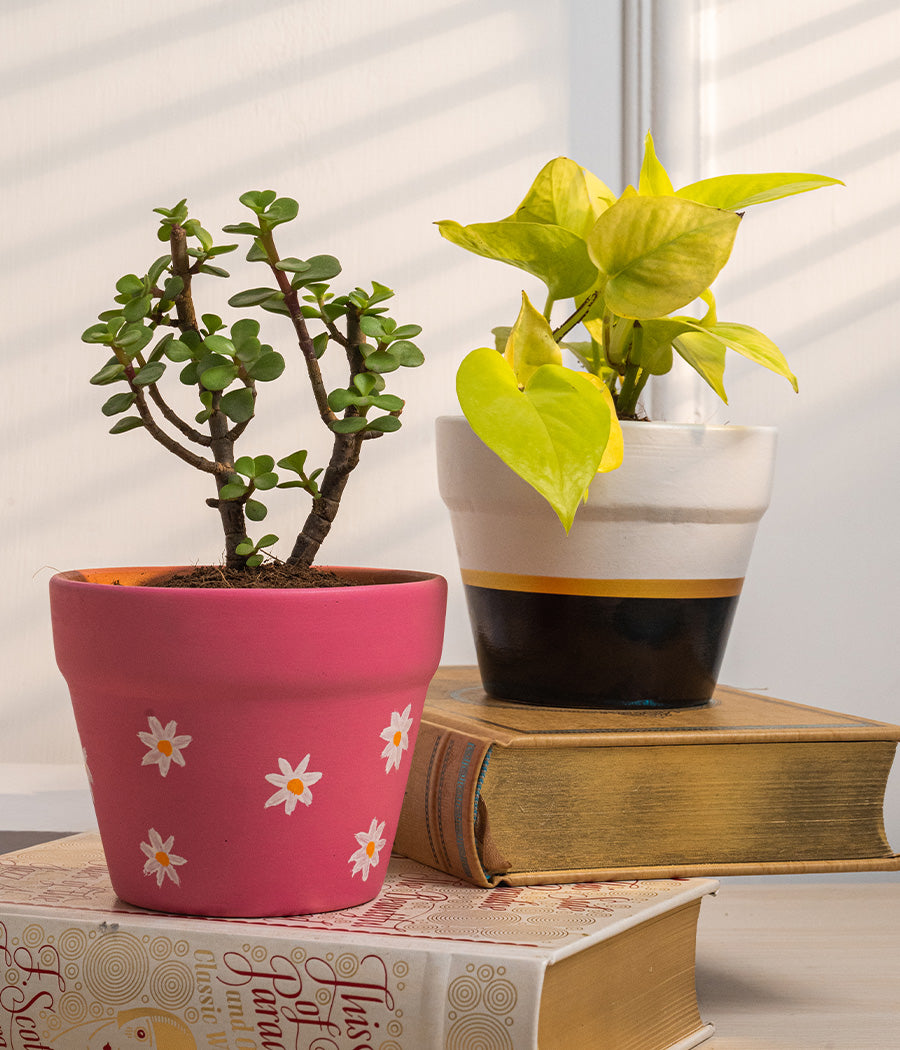 Set of 2: Jade Plant + Money Plant in Matte Ceramic Planters