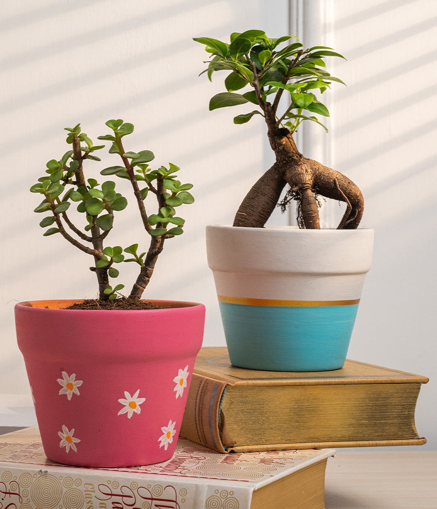 Set of 2: Jade Plant + Ficus Bonsai in Matte Ceramic Planters