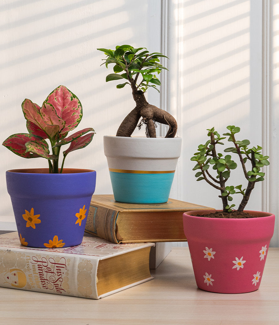 Set of 3: Aglaonema Valentine + Ficus Bonsai + Jade Plant in Matte Ceramic Planters