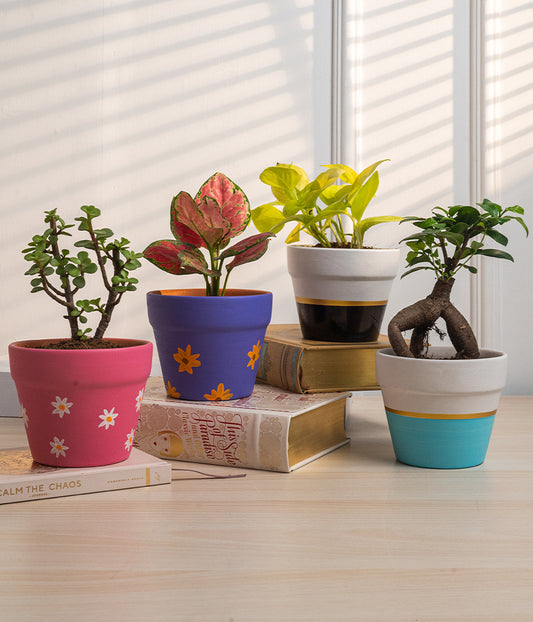 Set of 4: Aglaonema Valentine + Money Plant + Jade Plant + Ficus Bonsai in Matte Planters