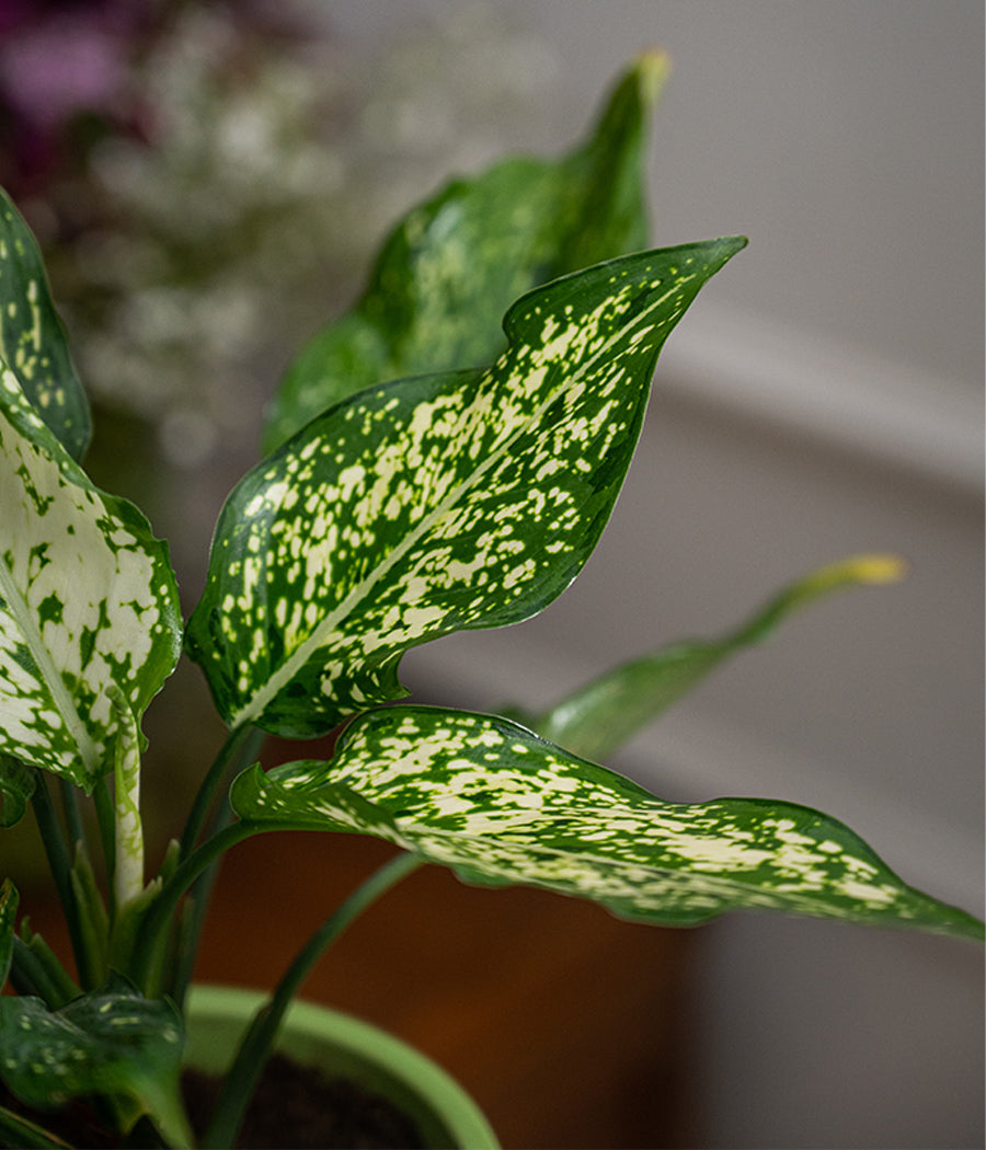 Aglaonema Snow White in Tall Green Ceramic Planter