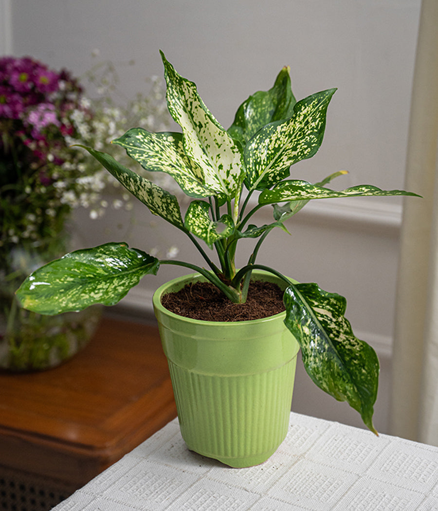 Aglaonema Snow White in Tall Green Ceramic Planter