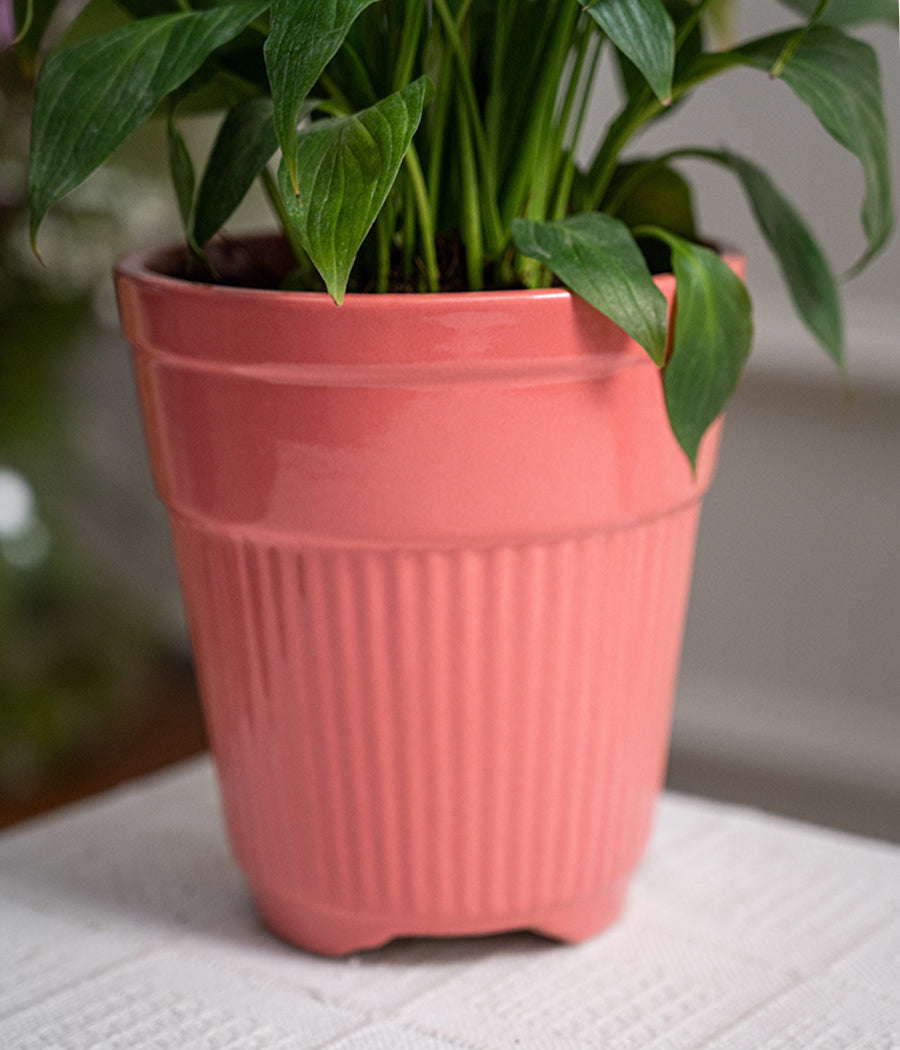 Peace Lily in Tall Rose Ceramic Planter