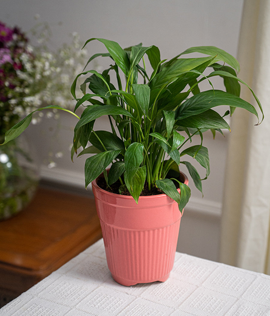 Peace Lily in Tall Rose Ceramic Planter