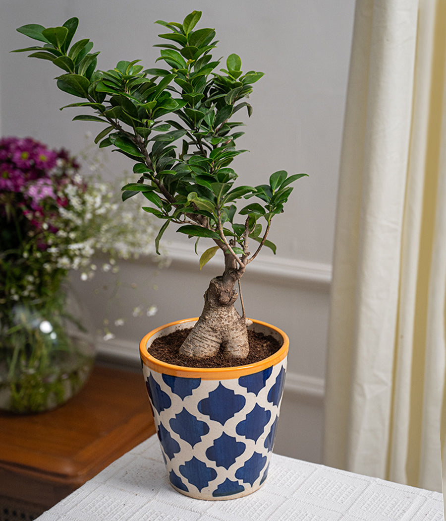 Ficus Bonsai in Royal Ceramic Planter