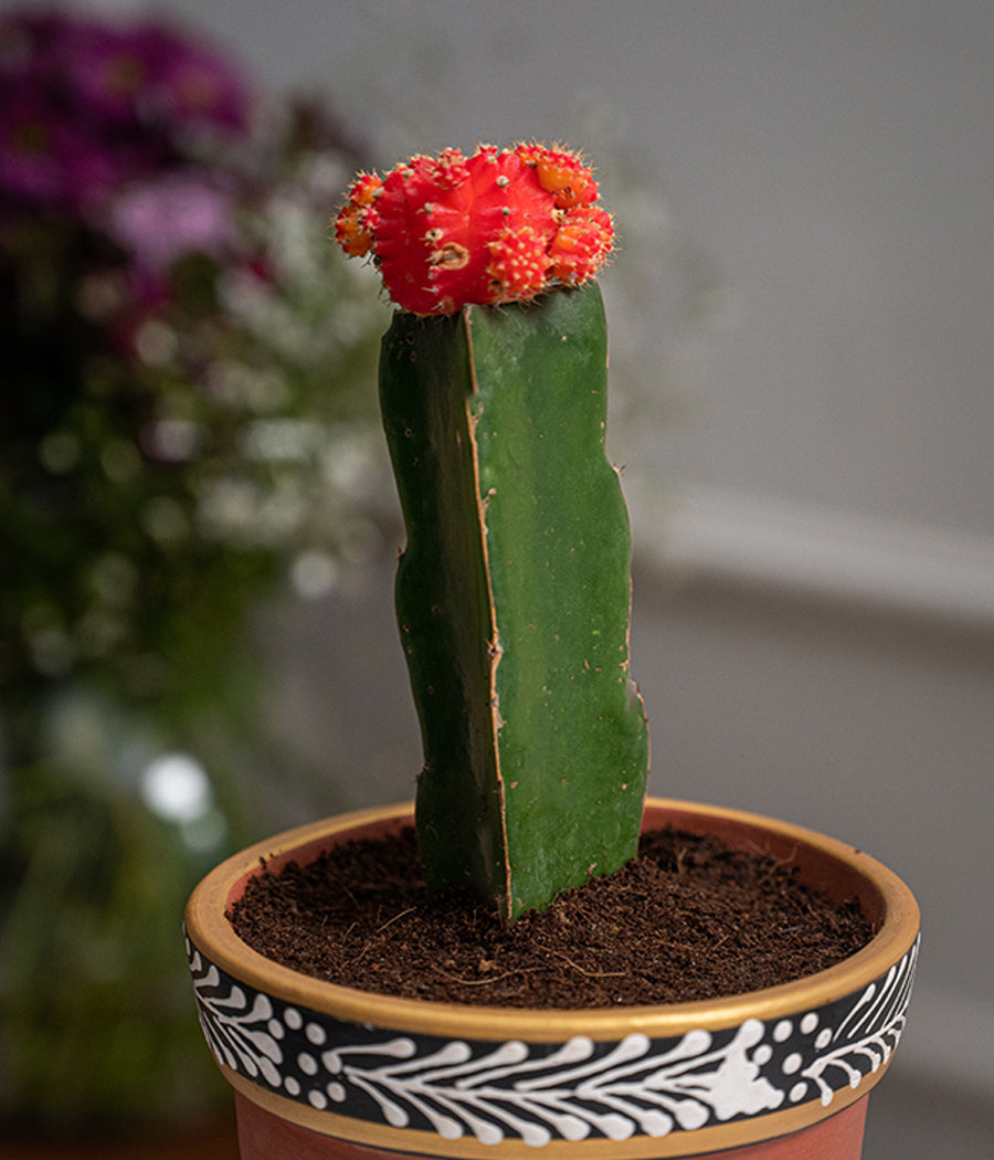 Moon Cactus in Handpainted Terracotta Pot
