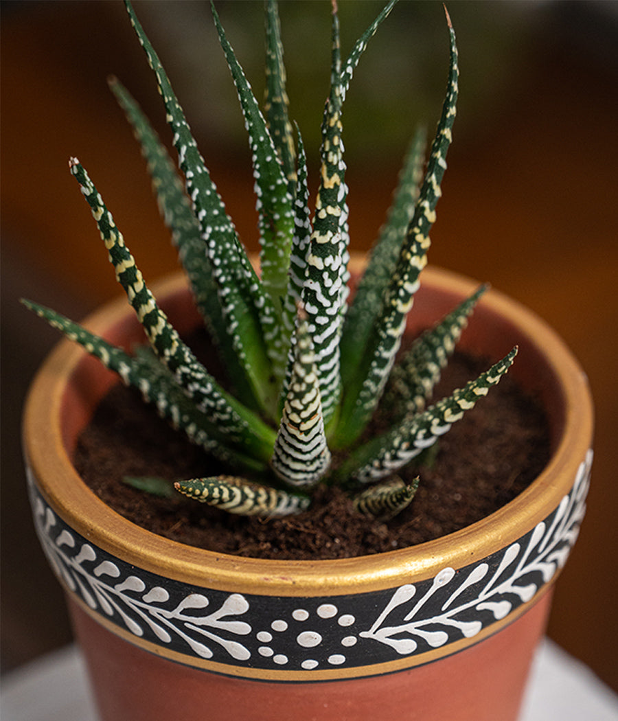 Hawarthia Zebra Plant in Handpainted Terracotta Pot