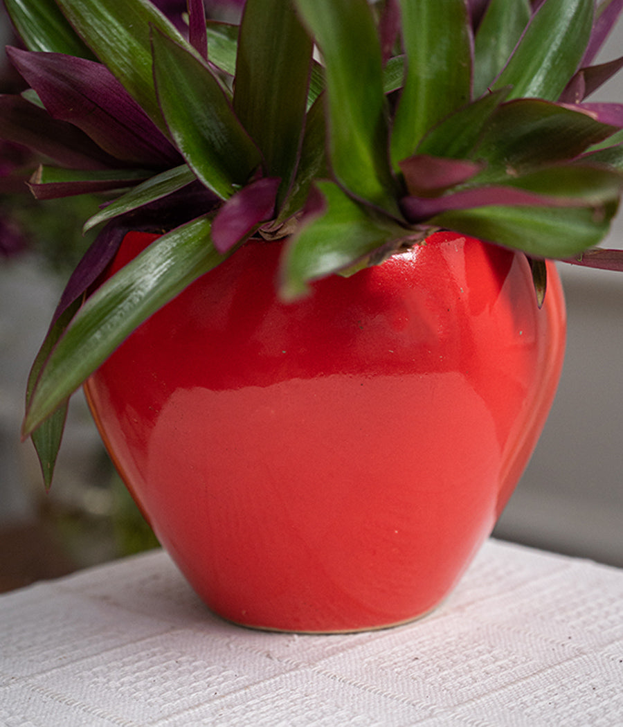 Rhoeo Plant in Apple Ceramic Planter