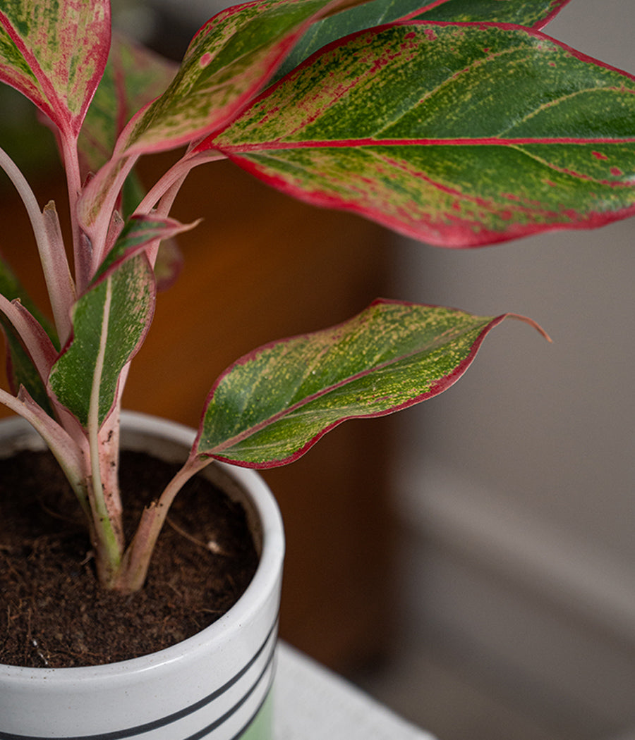 Aglaonema Lipstick in Green Pinstripe Ceramic Planter