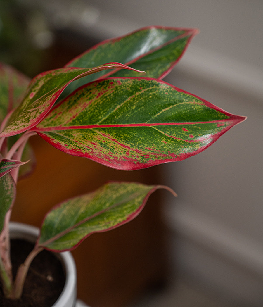 Aglaonema Lipstick in Green Pinstripe Ceramic Planter