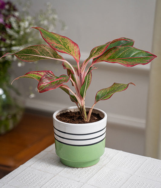 Aglaonema Lipstick in Green Pinstripe Ceramic Planter