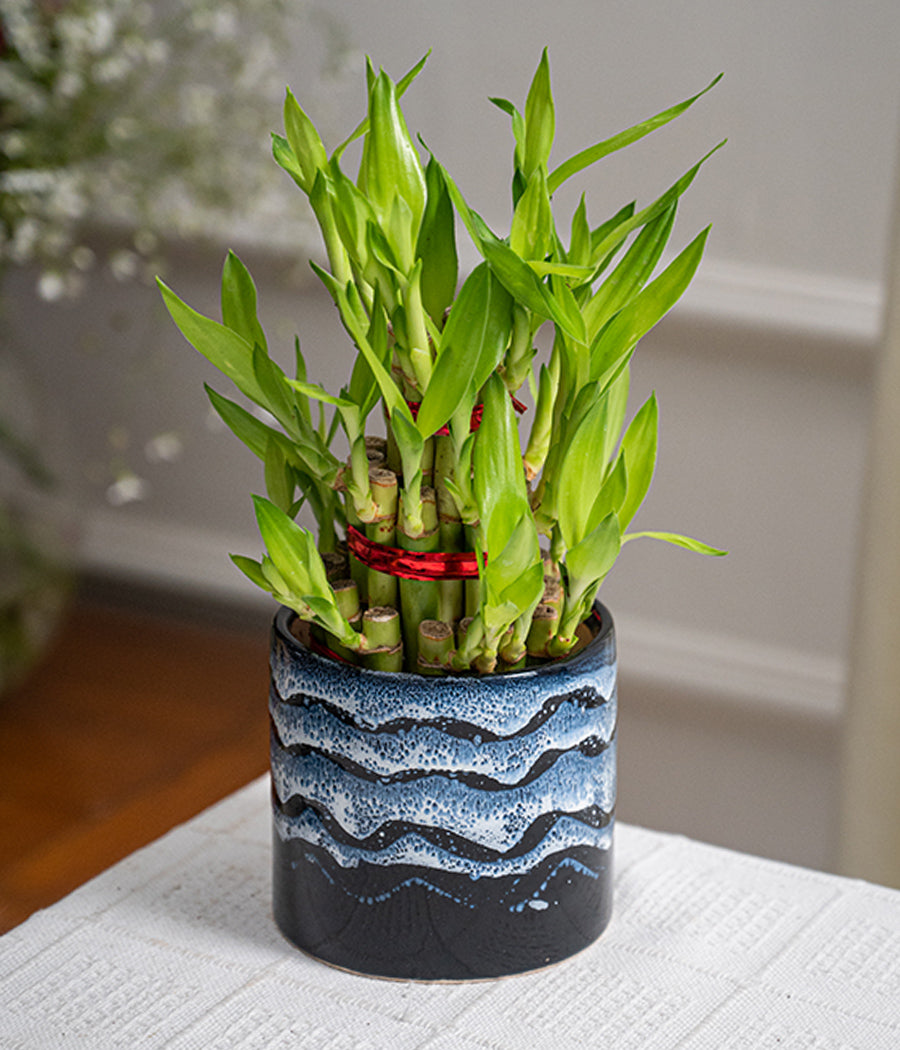 3 Layer Lucky Bamboo in Waves Glazed Ceramic Planter